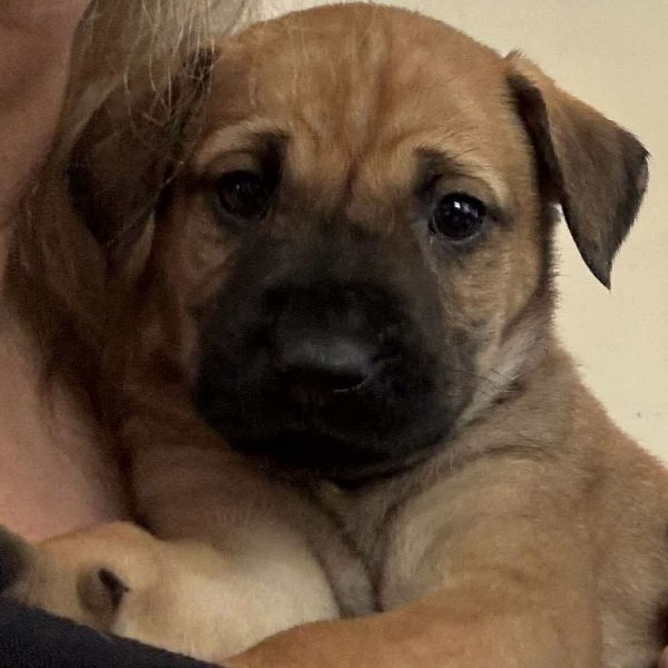 AAD New Arrival! Chai - 25288