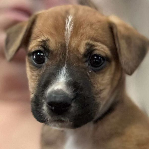 AAD New Arrival! Macha - 25289