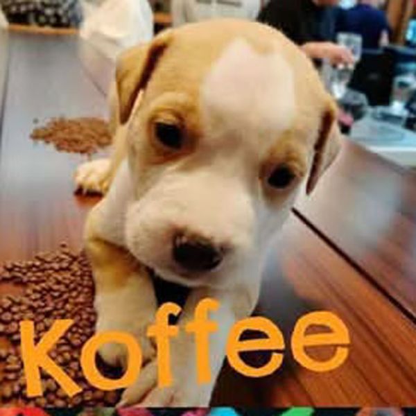 AAD New Arrival! Koffee - 25283