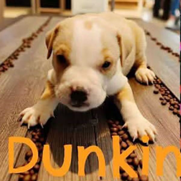 AAD New Arrival! Dunkin - 25282