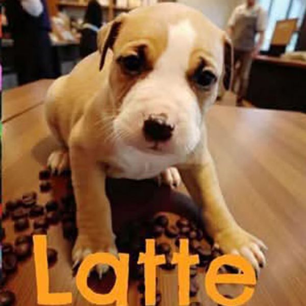 AAD New Arrival! Latte - 25284