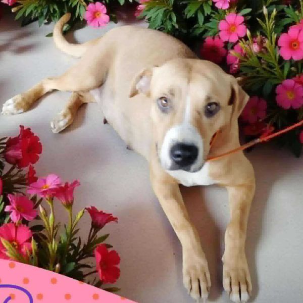 AAD New Arrival! Rose - 25287