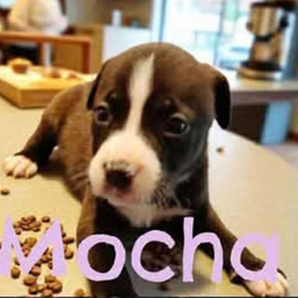 AAD New Arrival! Mocha - 25280