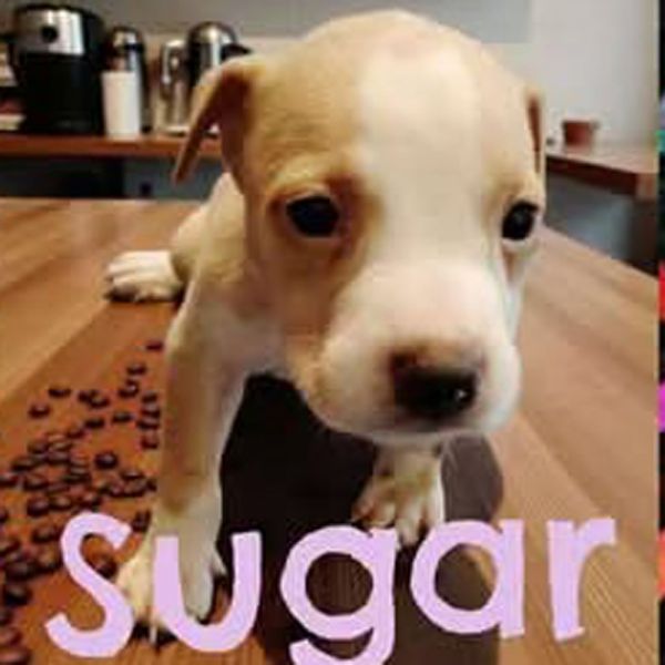AAD New Arrival! Sugar - 25285