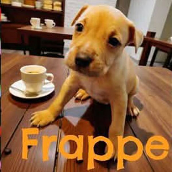 AAD New Arrival! Frappe - 25281