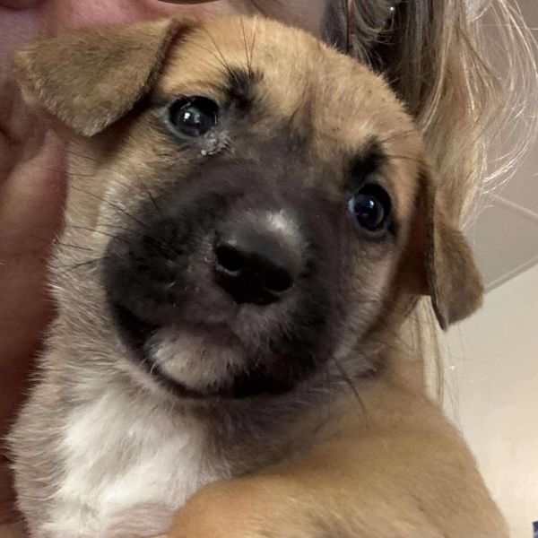 AAD New Arrival! Chamomile - 25290