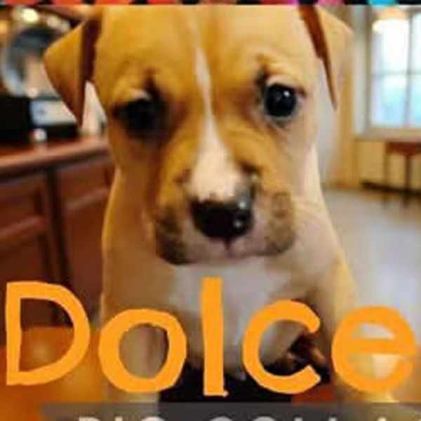 AAD New Arrival! Dolce - 25286