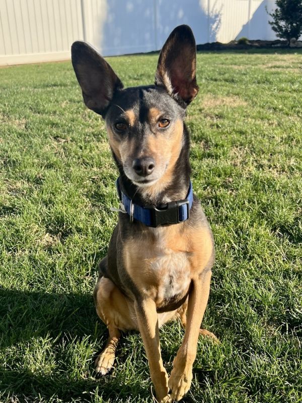 Alfie Pennyworth thumbnail 2