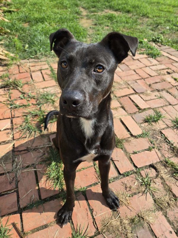 Smokey- one handsome pup!