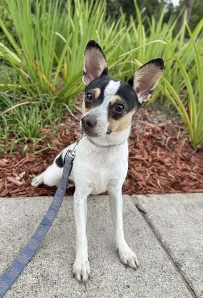 Piper - Pawsome Gal!