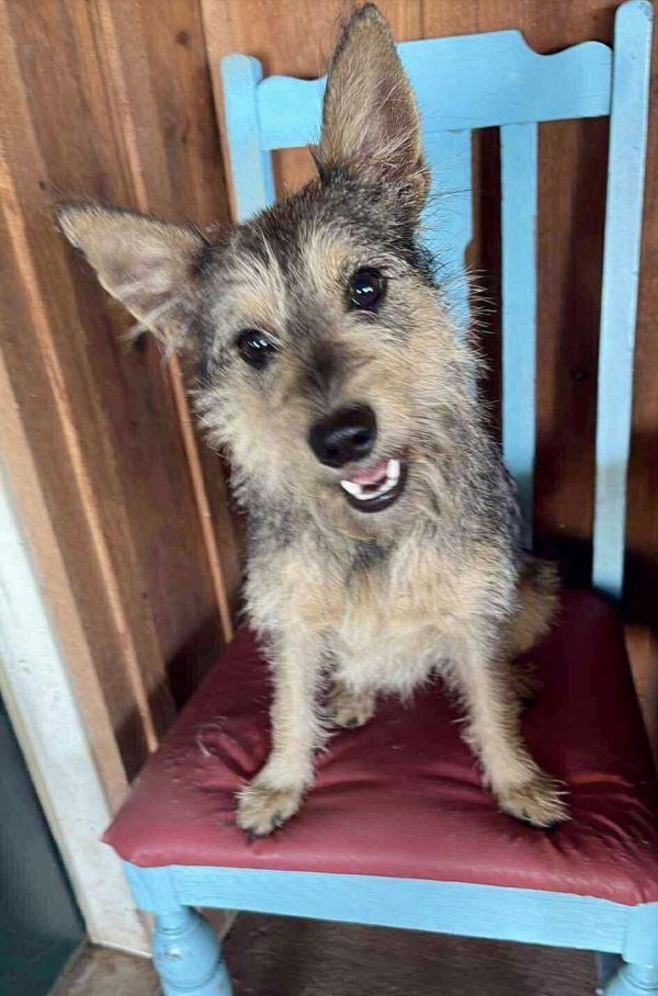 Gray- Scruffy cuteness