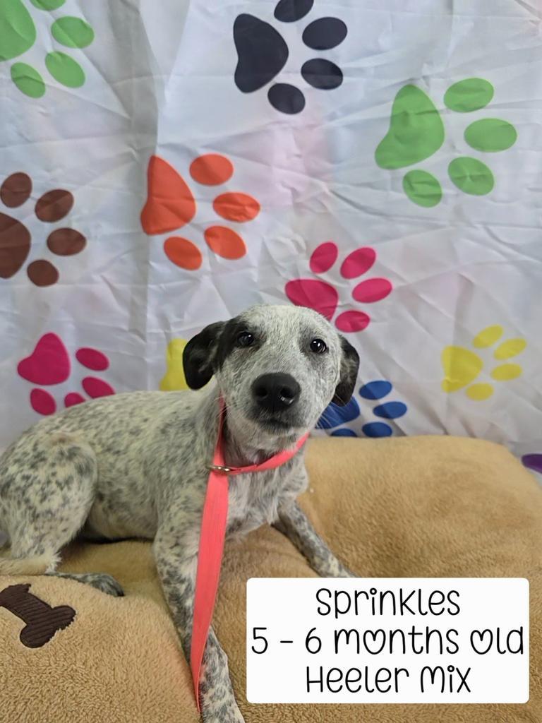Sprinkles