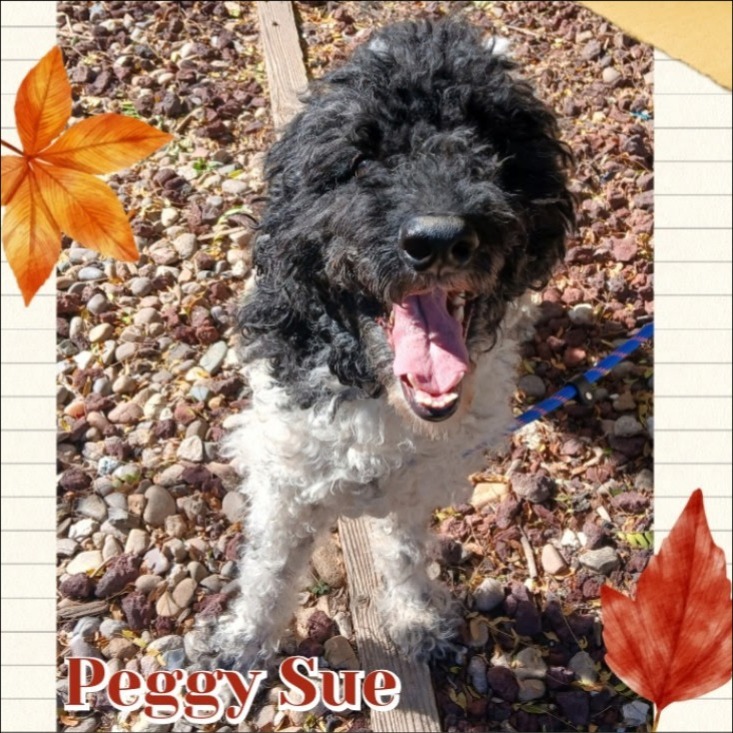 Peggy Sue