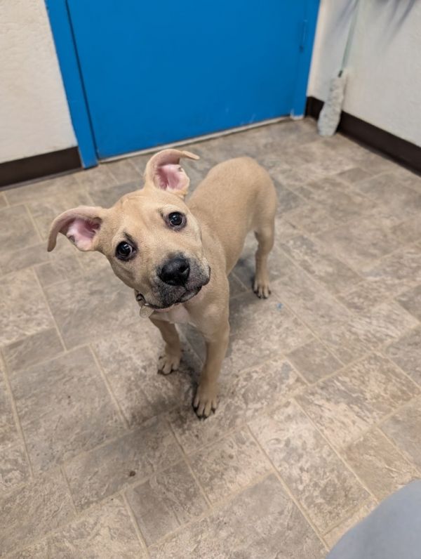 Valkyrie thumbnail 2