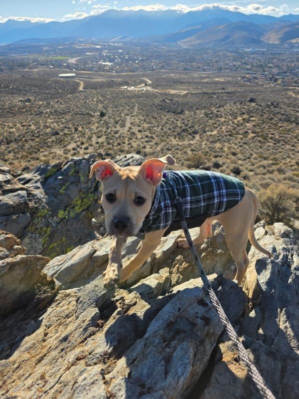 Valkyrie thumbnail 3