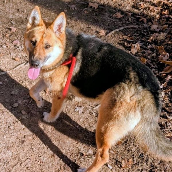 Auriella thumbnail 2