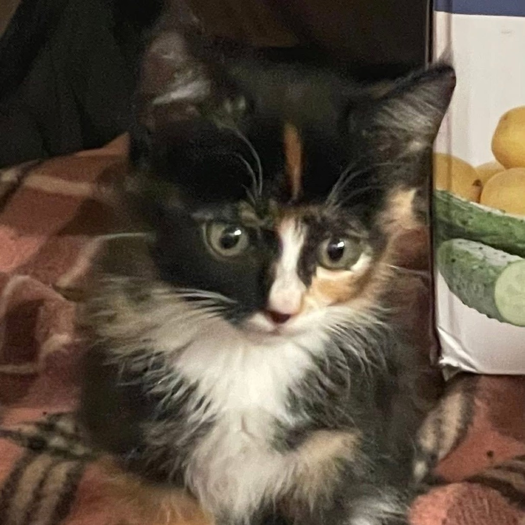 Cinnamon aka Mary Sanderson