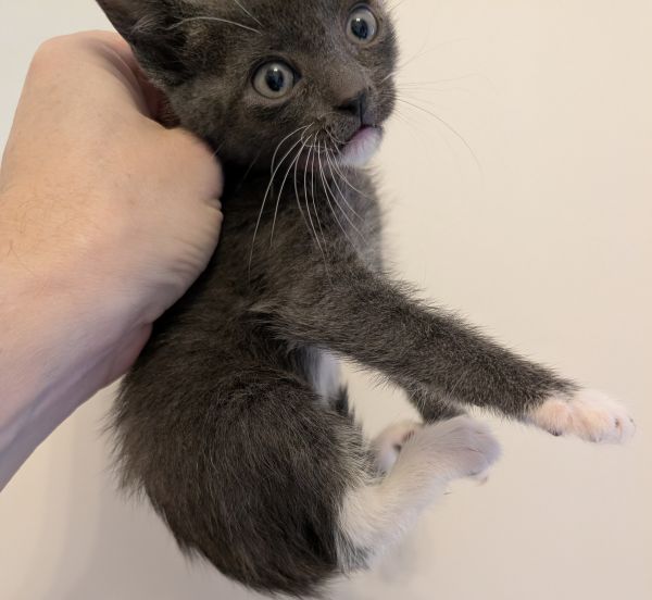 Cleocatra thumbnail 2