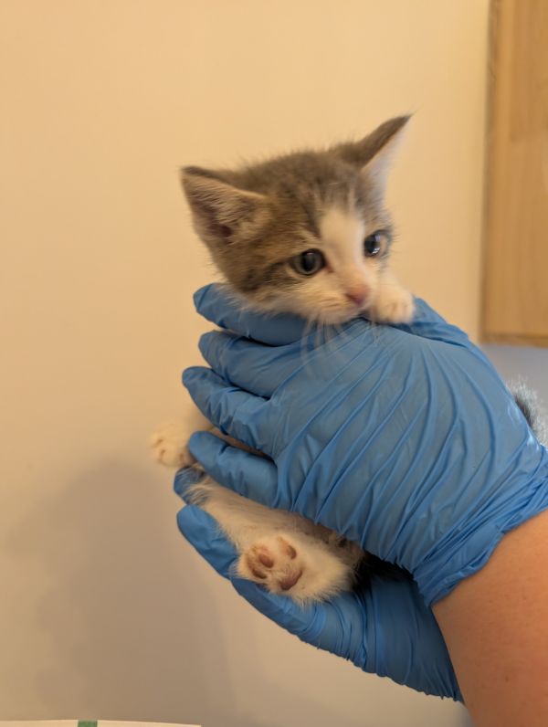 Catrick Swayze thumbnail 2