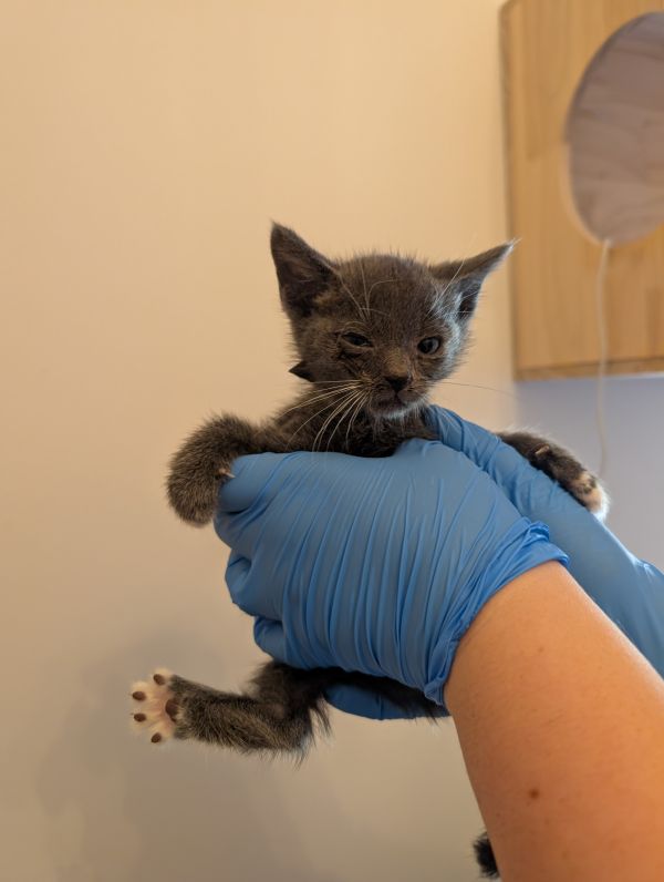 Harry Pawter thumbnail 2