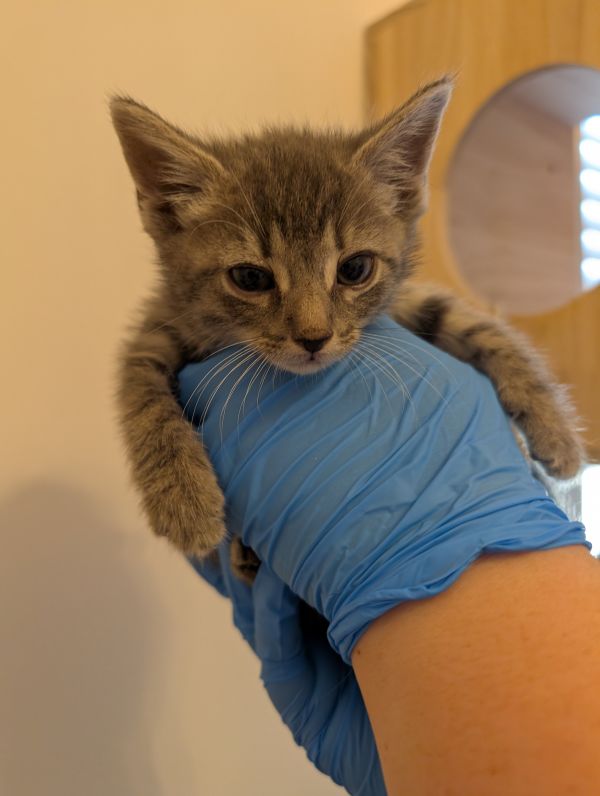 Feline Dion thumbnail 2