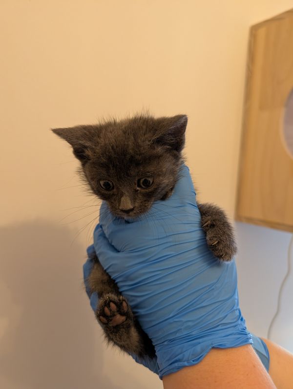 Pawdrey Hepburn thumbnail 2