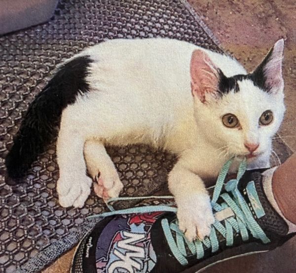 Mckinnon thumbnail 2