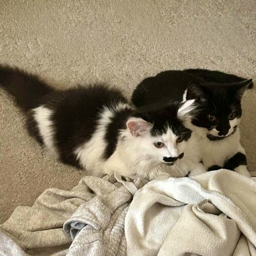 Mahi Mahi thumbnail 2