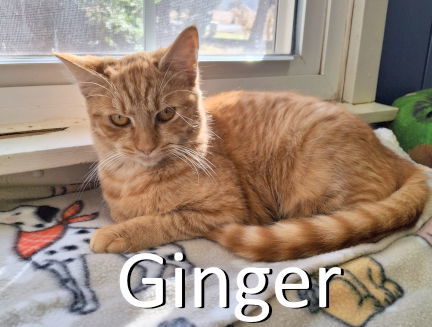 Ginger