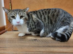 Cat available for adoption - None