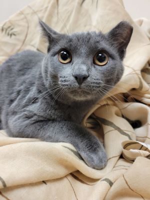 Cat available for adoption - None