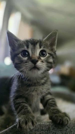 Cat available for adoption - None