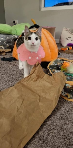 Cat available for adoption - None