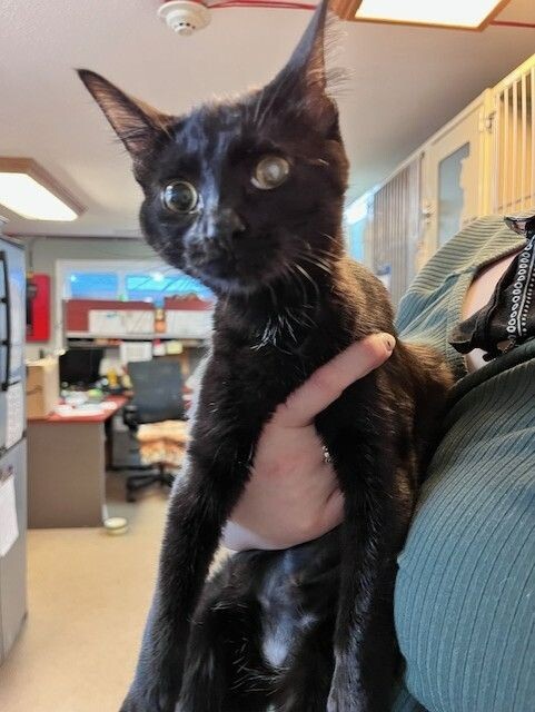 Guncanon thumbnail 2