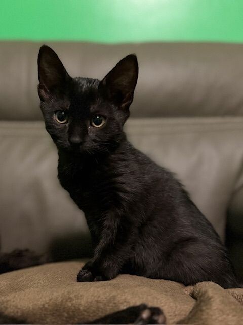 Morticia thumbnail 2