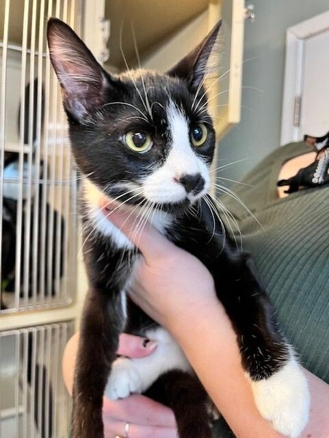 Crossbone thumbnail 2