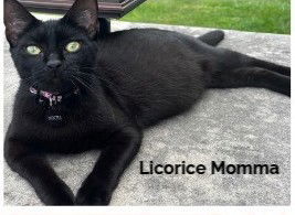 Licorice