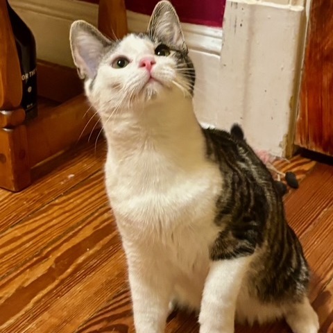 Nature Siblings: Bud (16749)