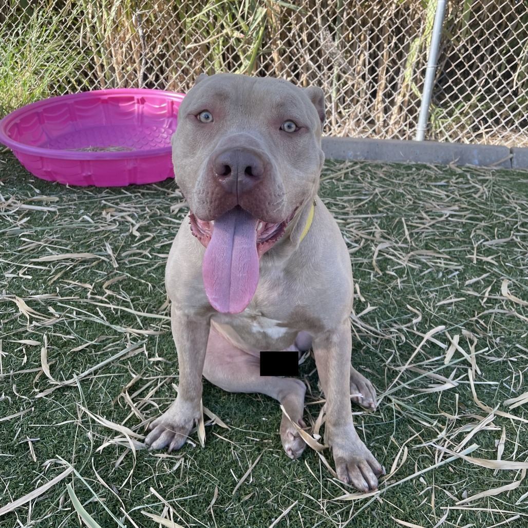 Dave (formerly Hades)