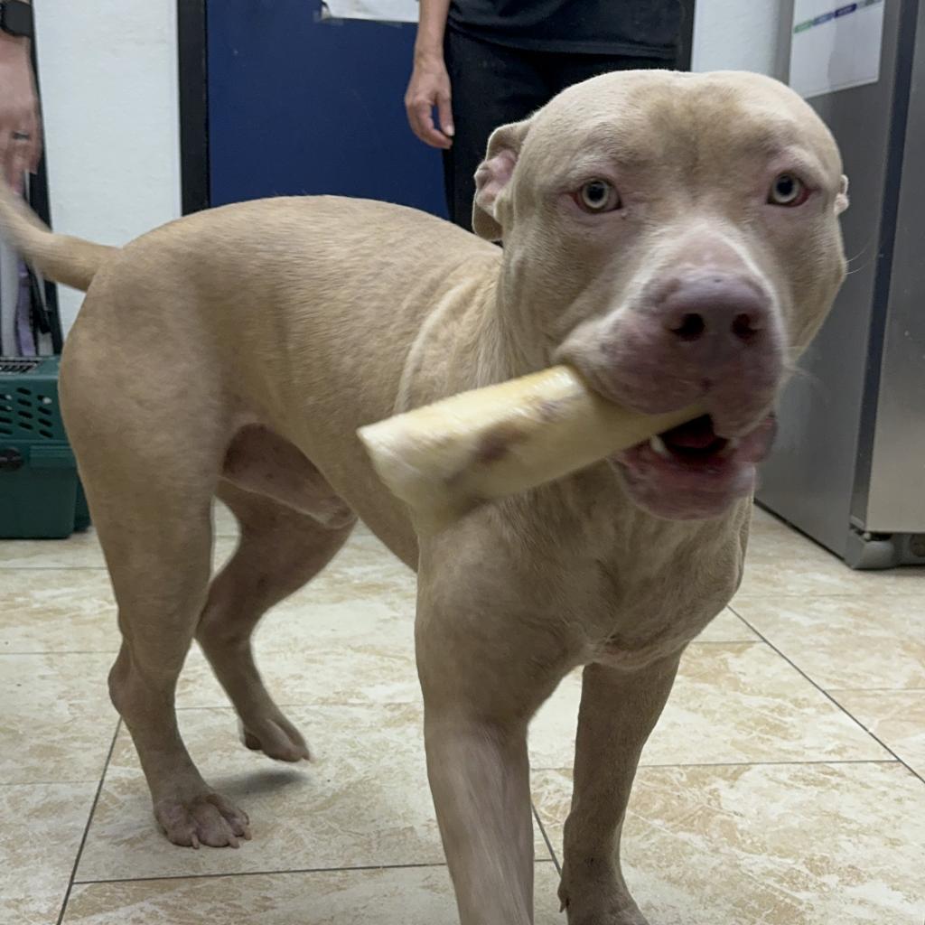 Dave (formerly Hades)