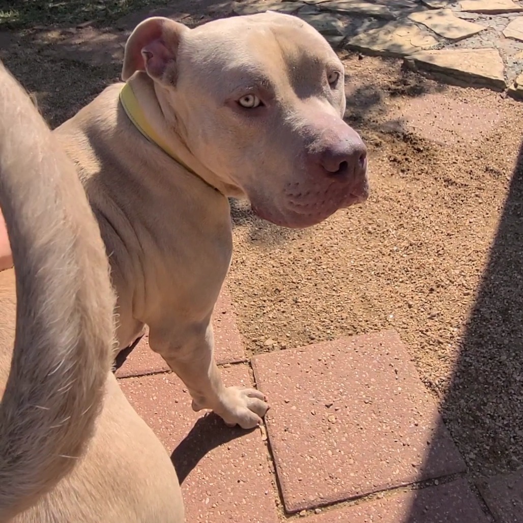 Dave (formerly Hades)