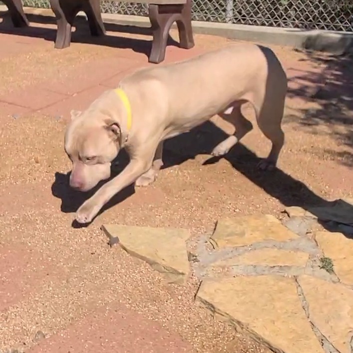 Dave (formerly Hades)