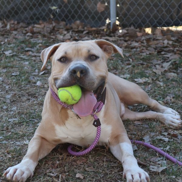 Muffin Man thumbnail 2