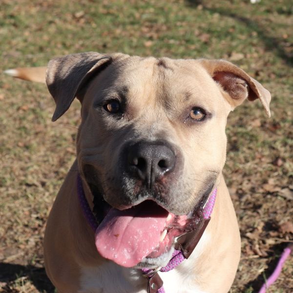 Muffin Man thumbnail 3