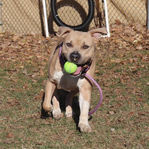 Muffin Man thumbnail 4