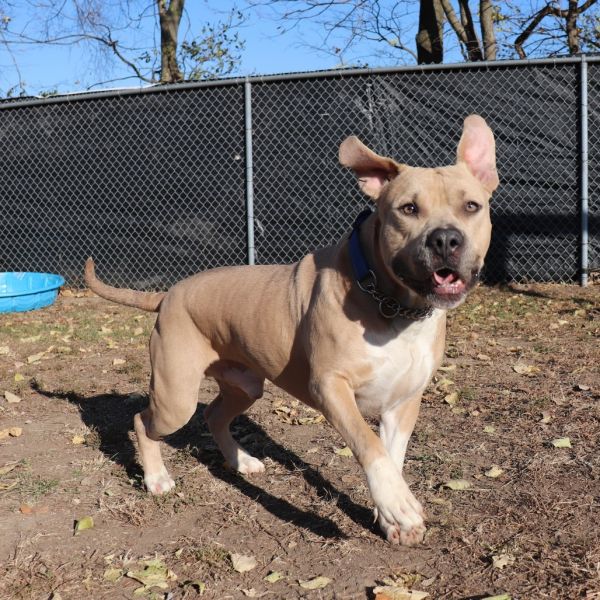 Muffin Man thumbnail 5