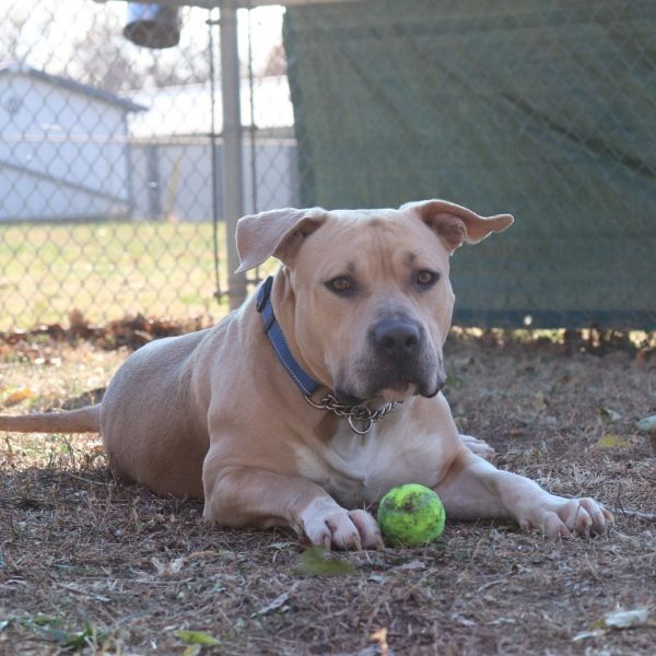 Muffin Man thumbnail 6