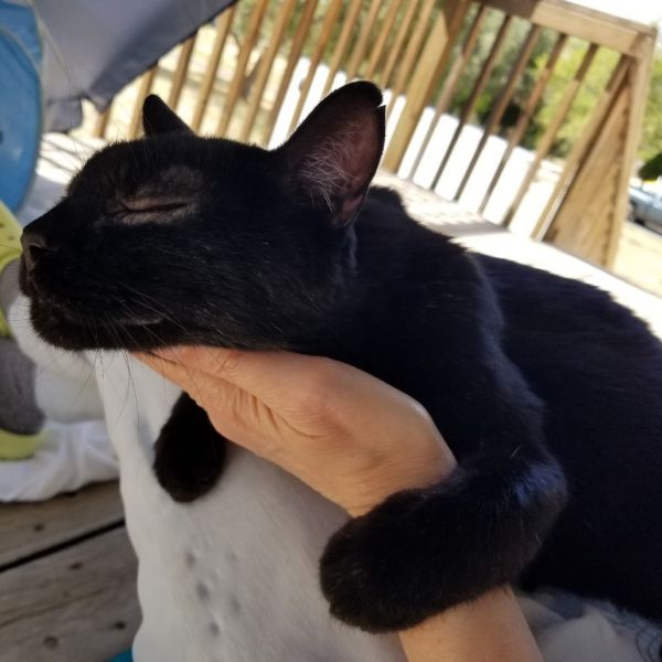 Little Prince thumbnail 2