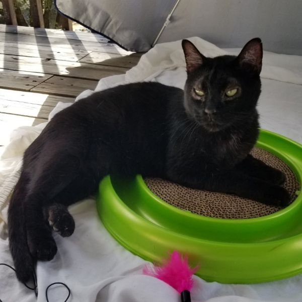 Little Prince thumbnail 3