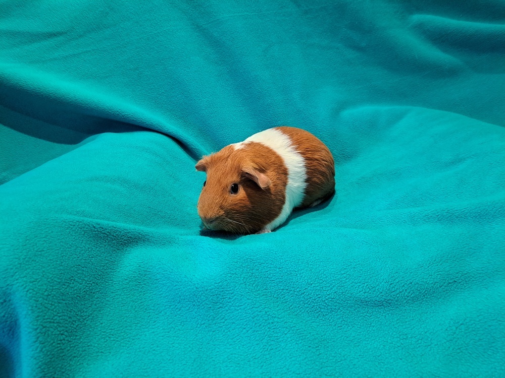 Huevos and Rancheros